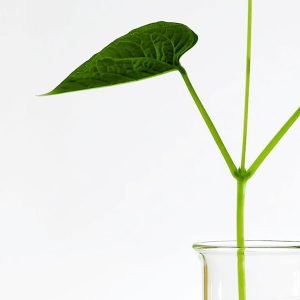 Anova Moisturizing and Soothing Lotion